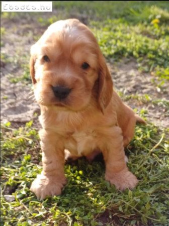 Angol cocker spániel