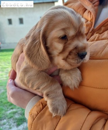 Angol cocker spániel