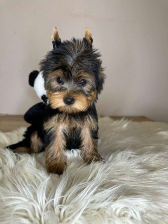 Mini Yorkshire terrier