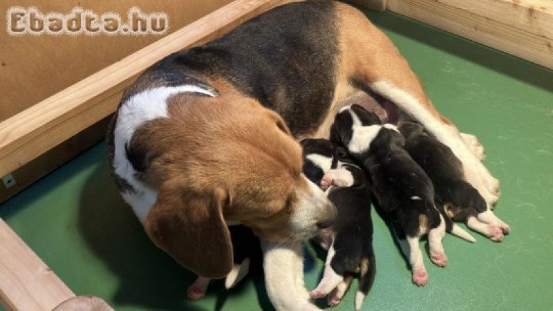 Beagle tricolor kiskutya