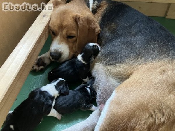 Beagle tricolor kiskutya