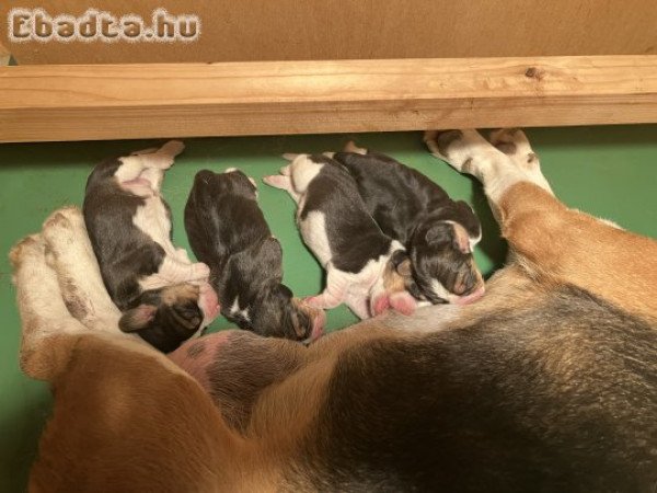 Beagle tricolor kiskutya