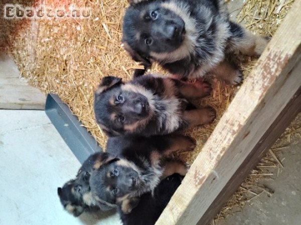 Németjuhász kiskutyák eladok