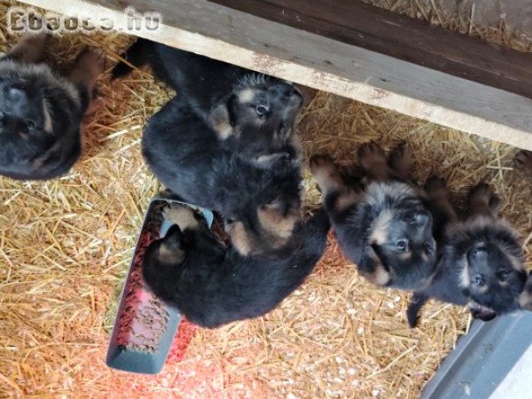 Németjuhász kiskutyák eladok