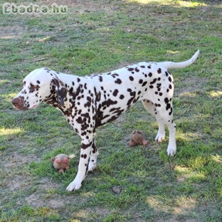 Törzskönyvezett dalmata kiskutya  eladó