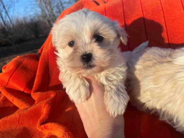 Bichon havanese