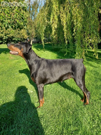 Dobermann lányok