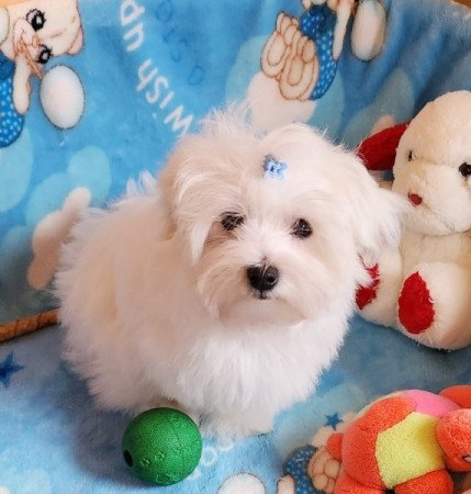Bichon Havanese