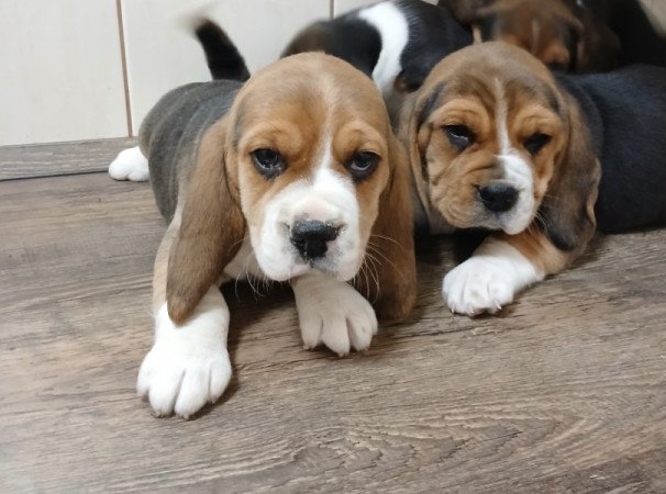 Beagle