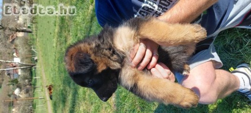 Németjuhász jellegű kiskutyák eladók