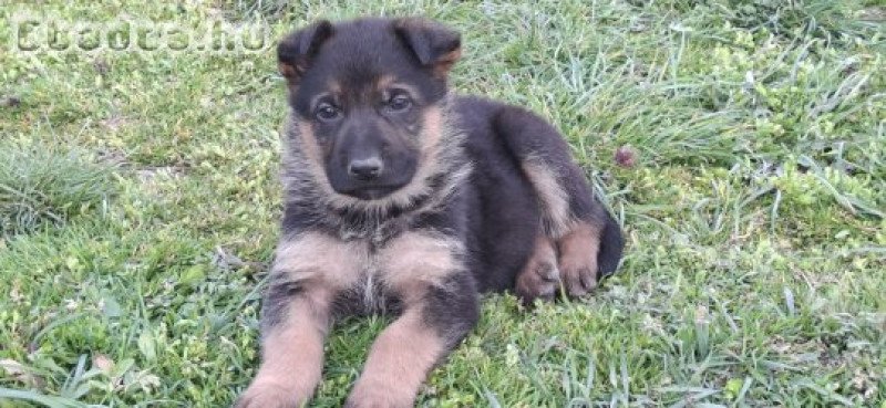 Németjuhász jellegű kiskutyák eladók