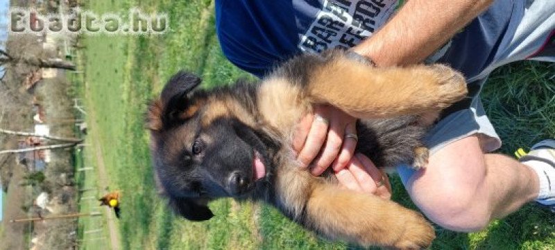 Németjuhász jellegű kiskutyák eladók