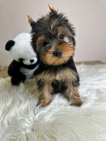 Mini Yorkshire terrier