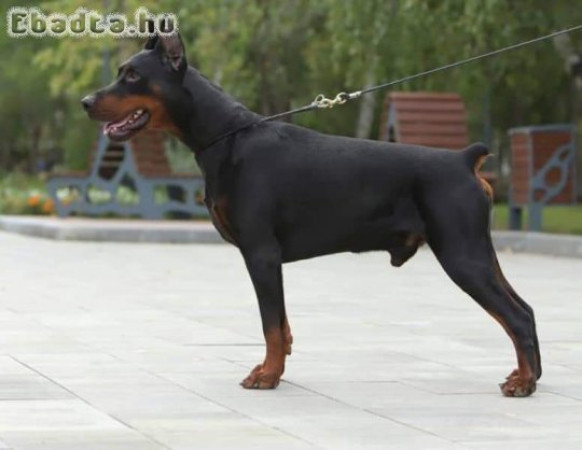 Dobermann lányok