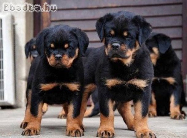 luff rottweiler kölykök