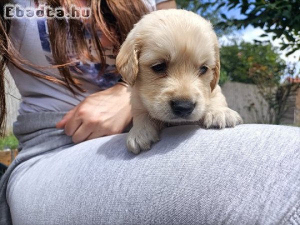 Eladó Golden Retriever