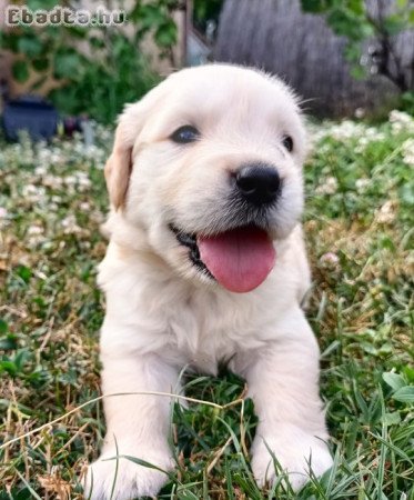 Eladó Golden Retriever