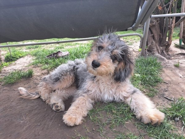 Uszkár/ausztrál juhászkutya