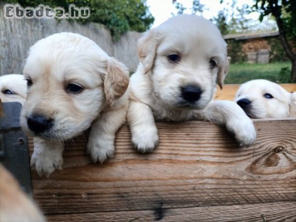 Eladó Golden Retriever