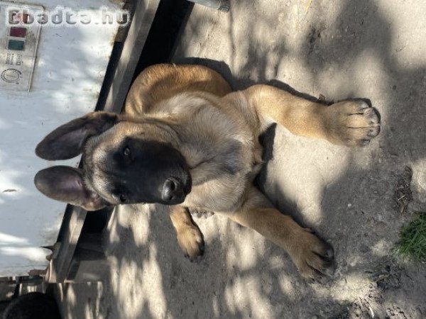 Eladó belga juhász kiskutyák