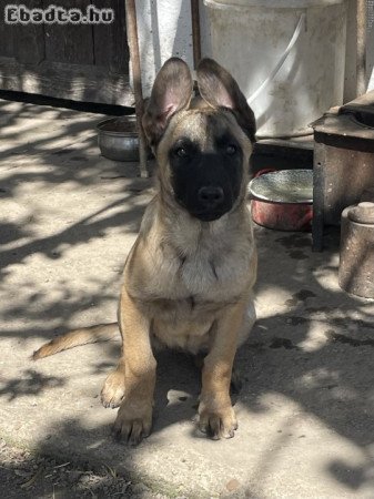 Eladó belga juhász kiskutyák