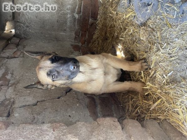 Eladó belga juhász kiskutyák