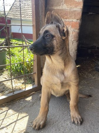 Eladó belga juhász kiskutyák