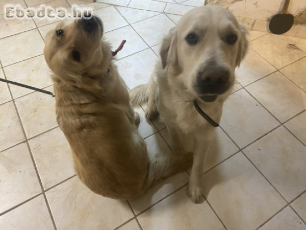 Golden retrieverek gazdát keresnek