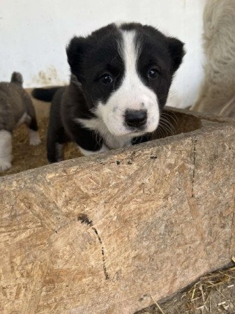 Közép-ázsiai juhász