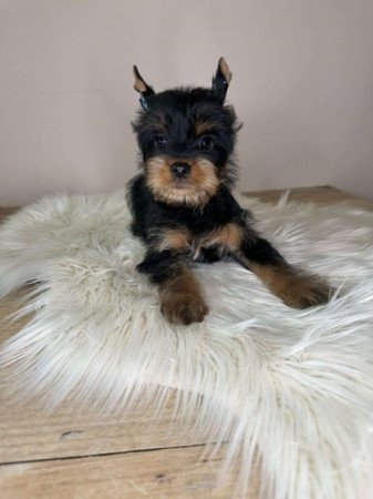 Yorkshire terrier