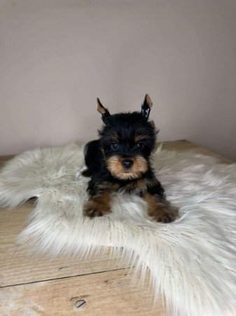 Yorkshire terrier