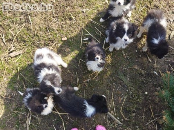 Border colli kiskutyák eladóak