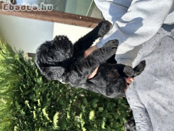 Óriás schnauzer kölyökök eladők