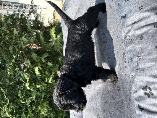 Óriás schnauzer kölyökök eladők