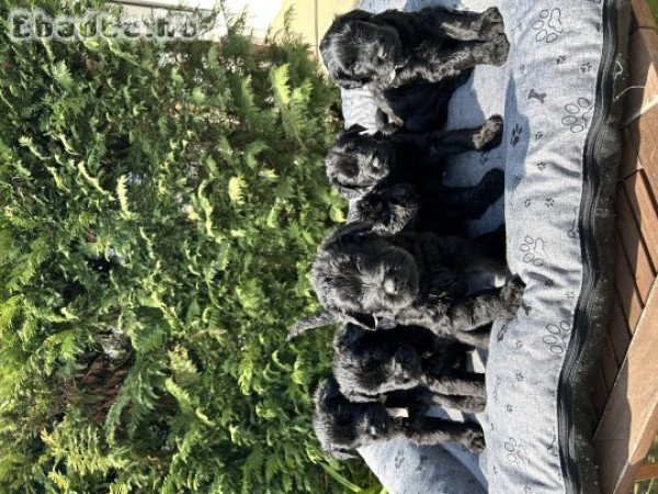 Óriás schnauzer kölyökök eladők