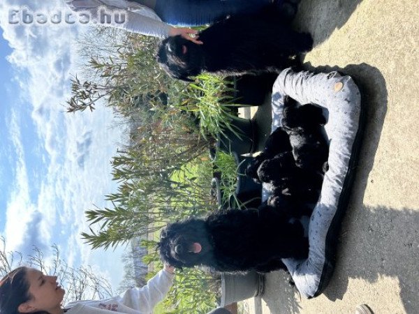 Óriás schnauzer kölyökök eladők