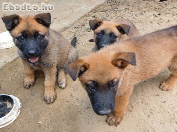 Belga juhász(malinois)