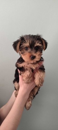 yorkshire terrier