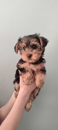 yorkshire terrier