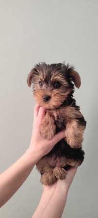 yorkshire terrier