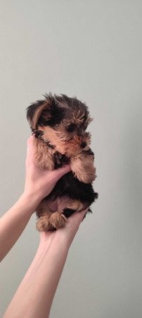 yorkshire terrier