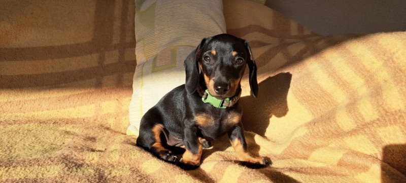 Kaninchen törpe tacskó