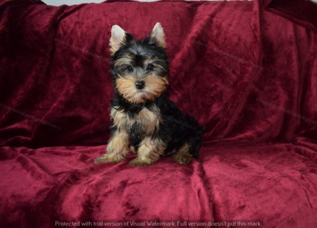 Yorkshire terrier