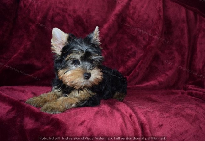 Yorkshire terrier
