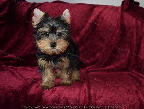 Yorkshire terrier
