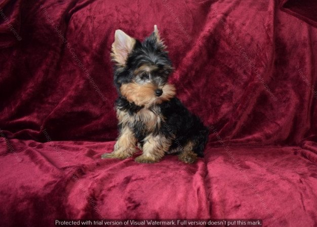 Yorkshire terrier