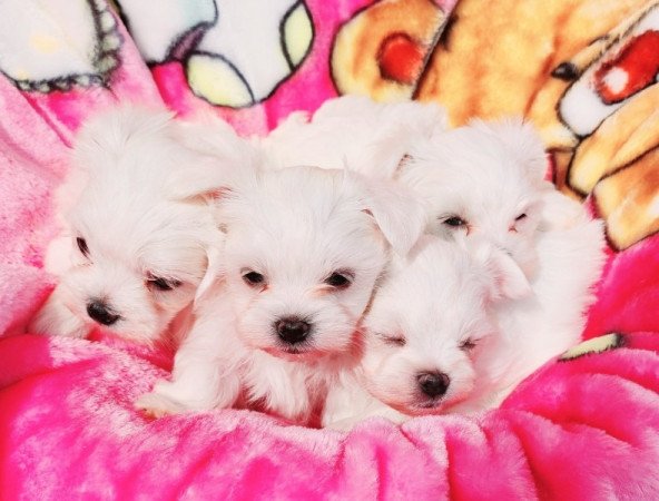 Bichon Havanese