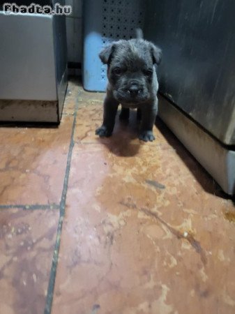 Cane Corso kisfiú