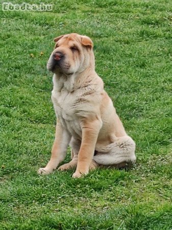 4hónapos Shar-pei kan