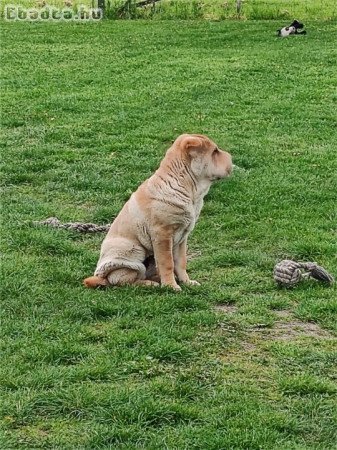 4hónapos Shar-pei kan